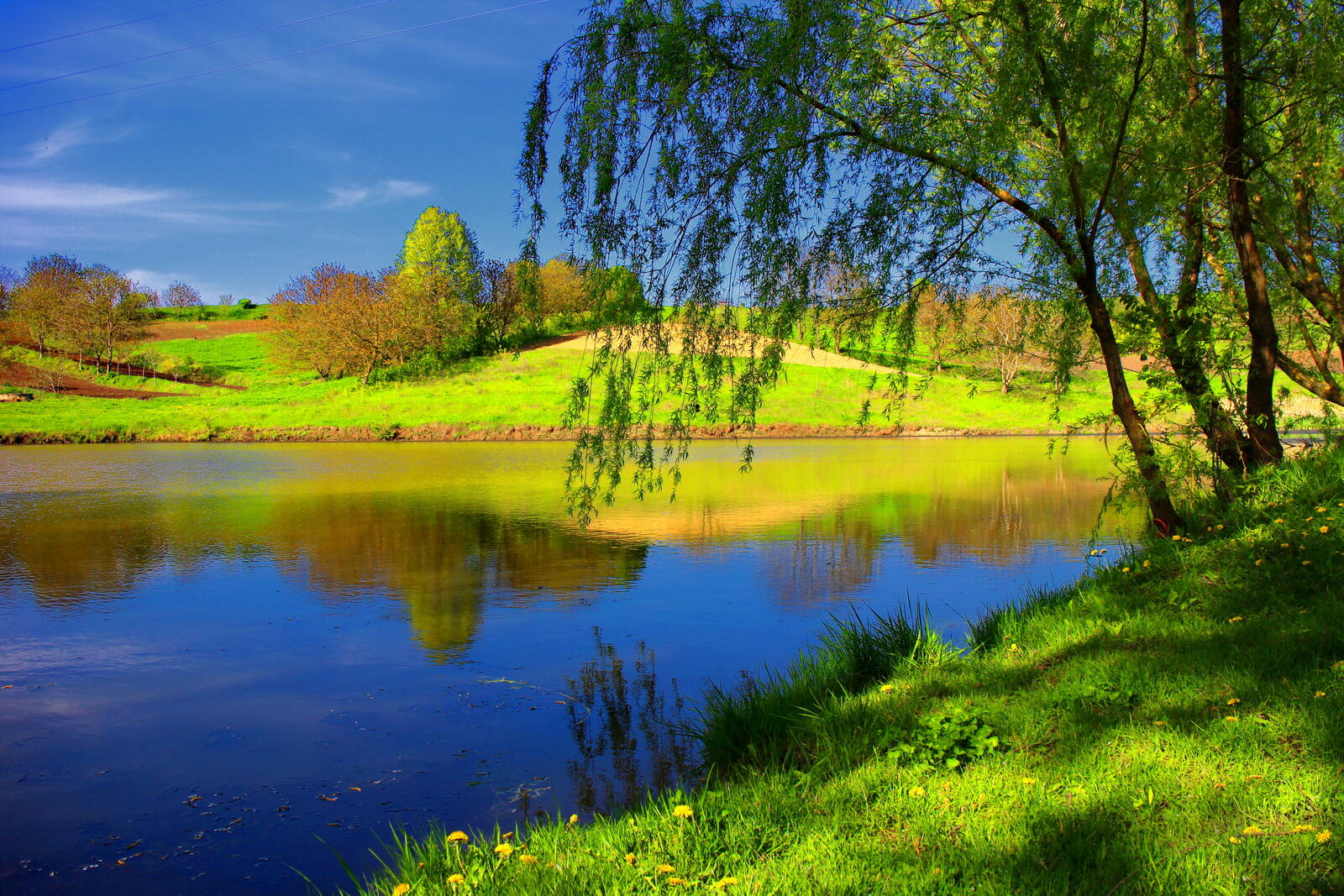 Wallpapers willow tree river shore on the desktop