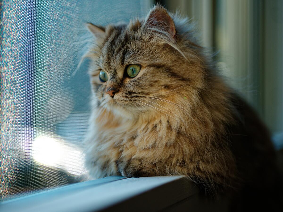 Пушистый котенок смотрит в окно на улицу