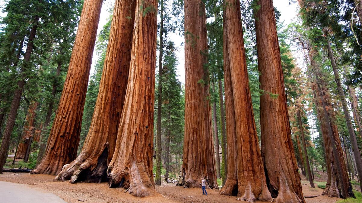 Старинный лес с большими толстыми деревьями