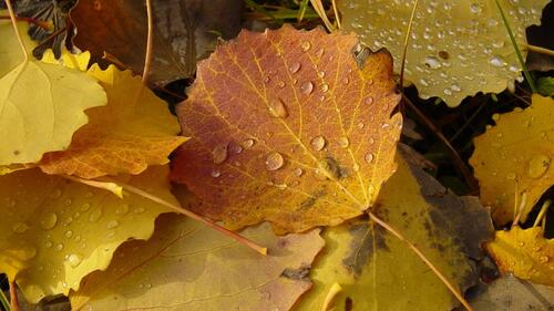 Autumn leaves with water droplets after a rainstorm