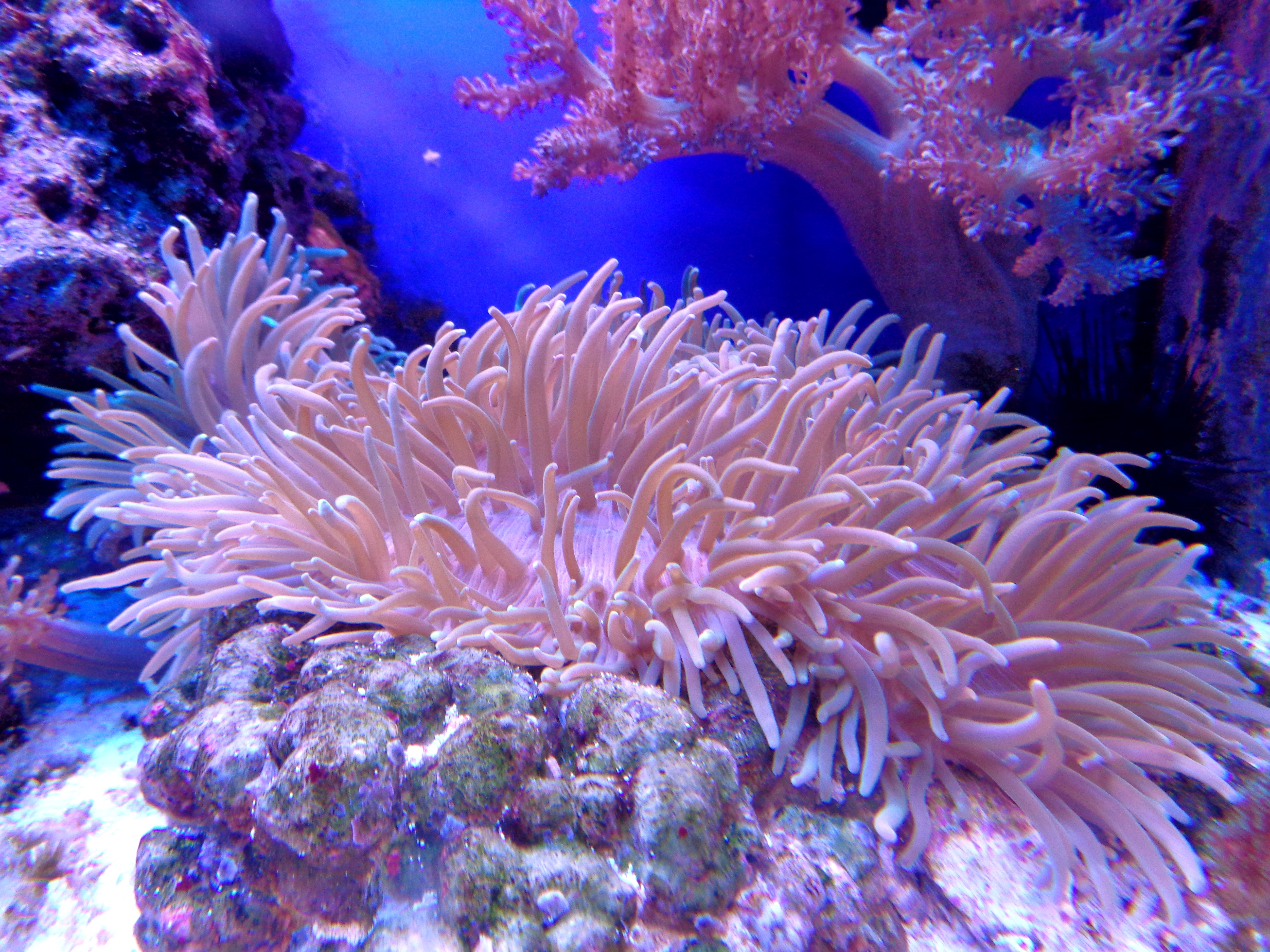 免费照片生活在海底的不寻常植物