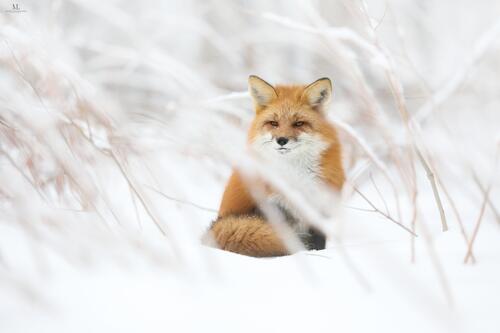Рыжая лиса сидит на снегу в высокой траве