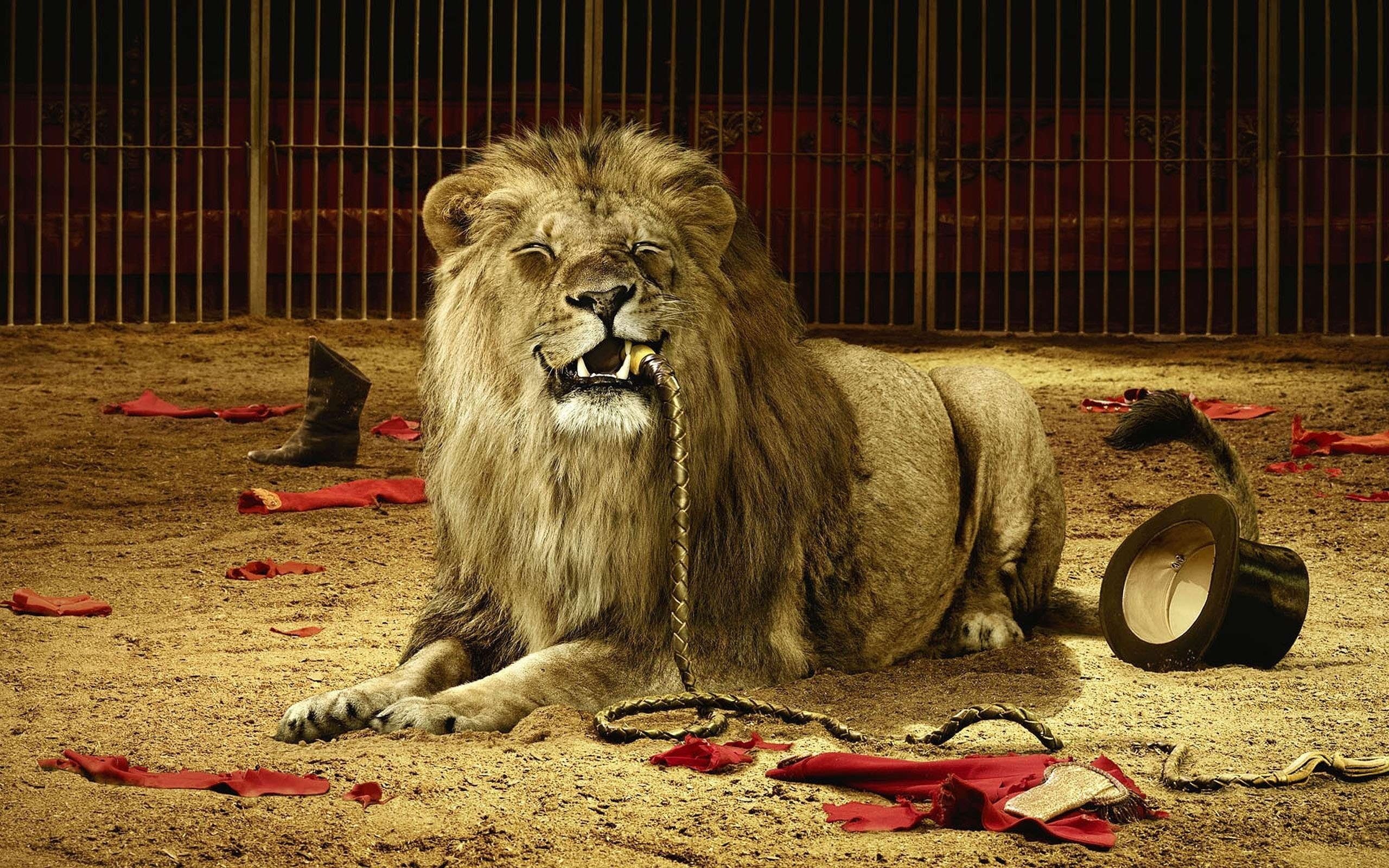 免费照片恶作剧，狮子吃了驯兽师