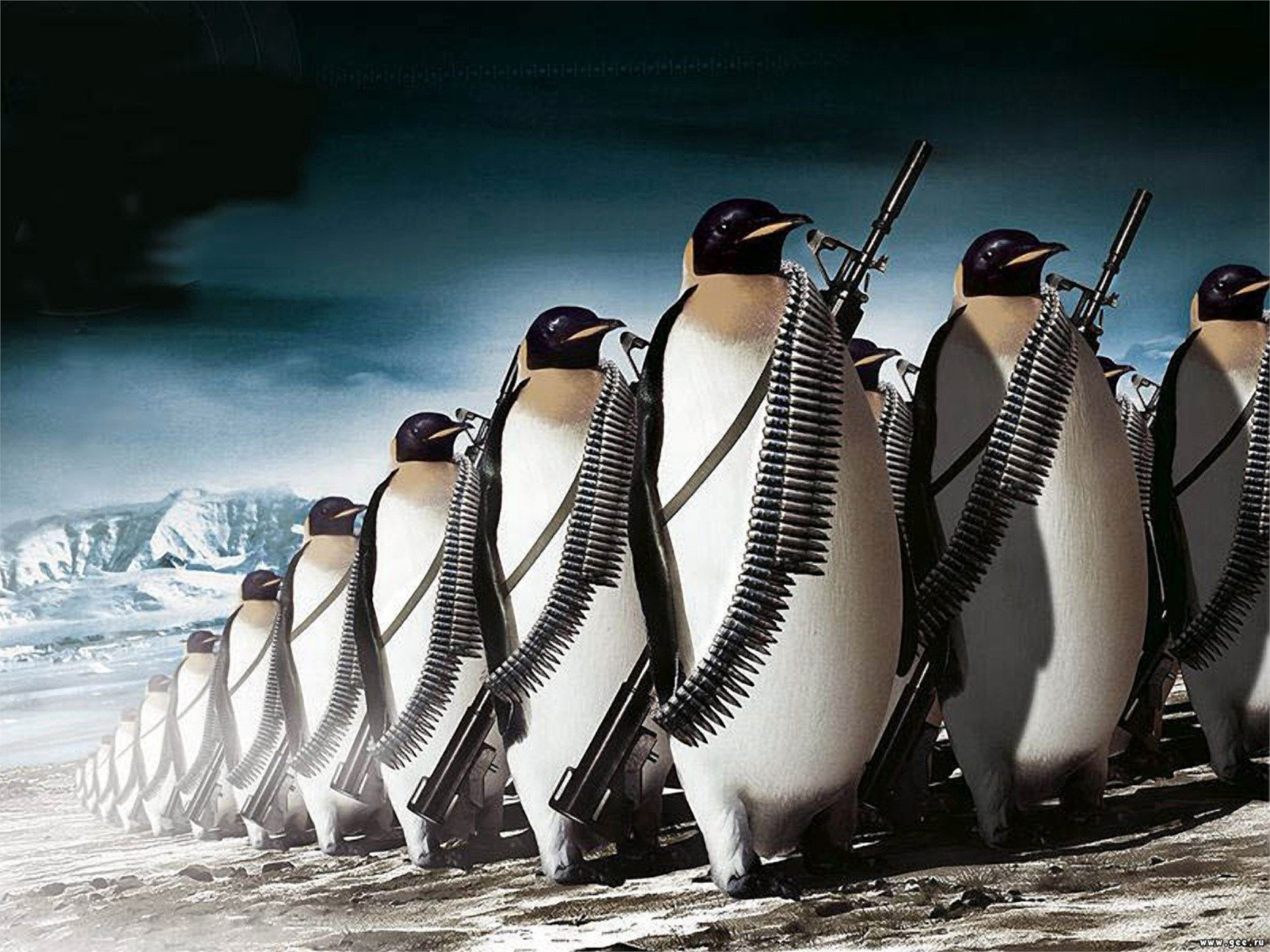 Free photo A squad of fighting penguins
