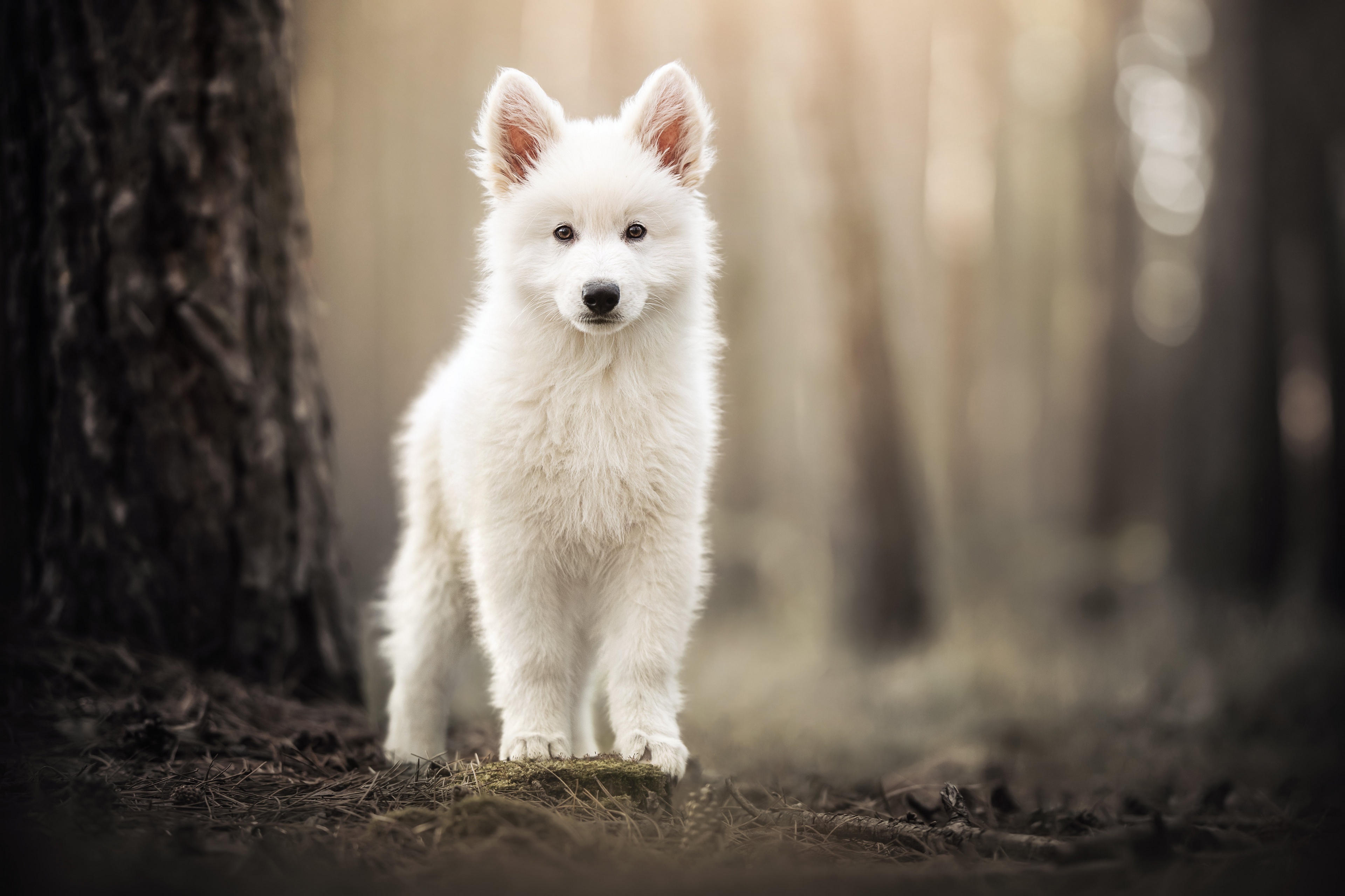 Бесплатное фото Маленький щенок самоедской собаки