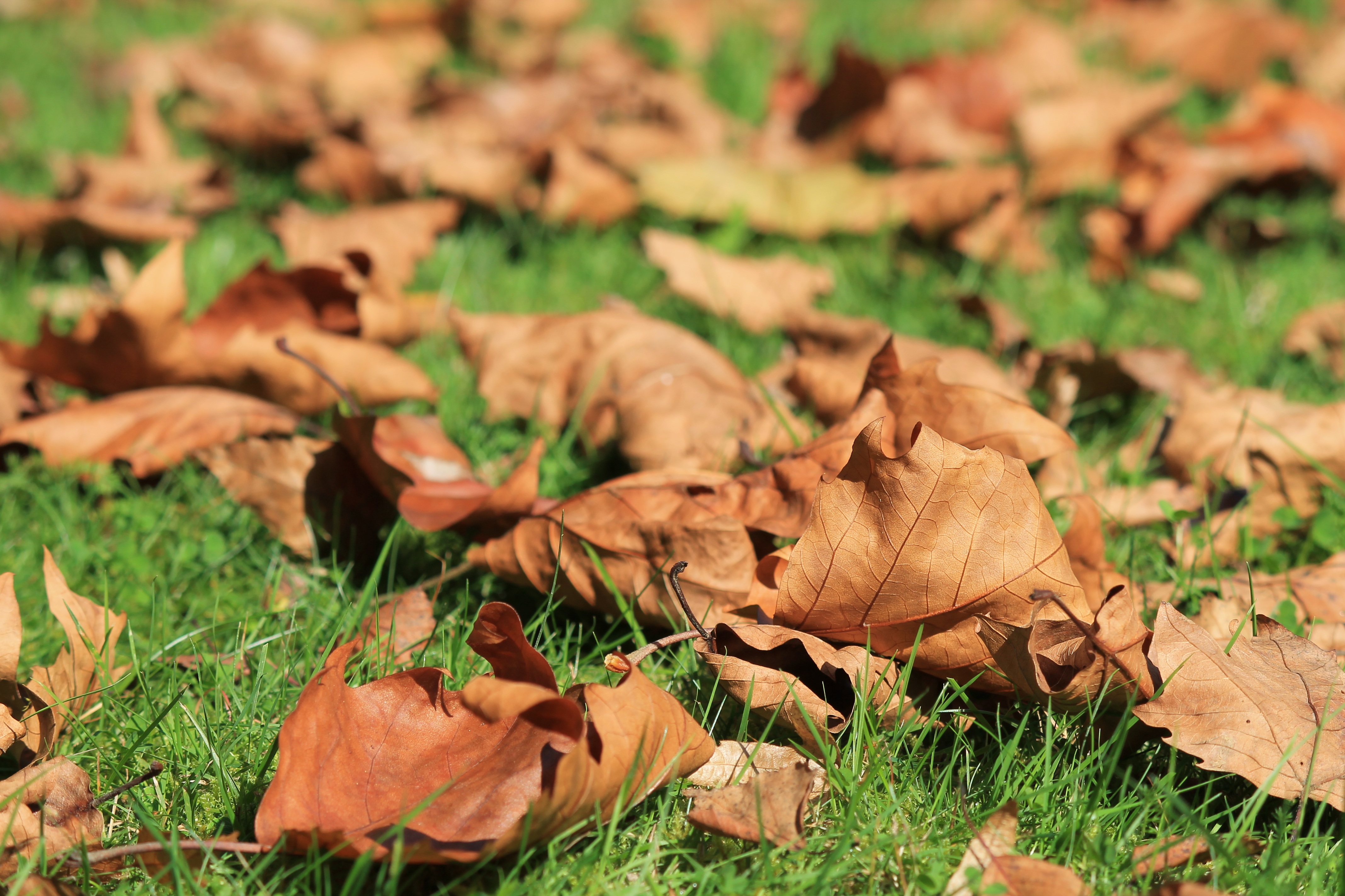 Free photo Dry leaves on a green lawn