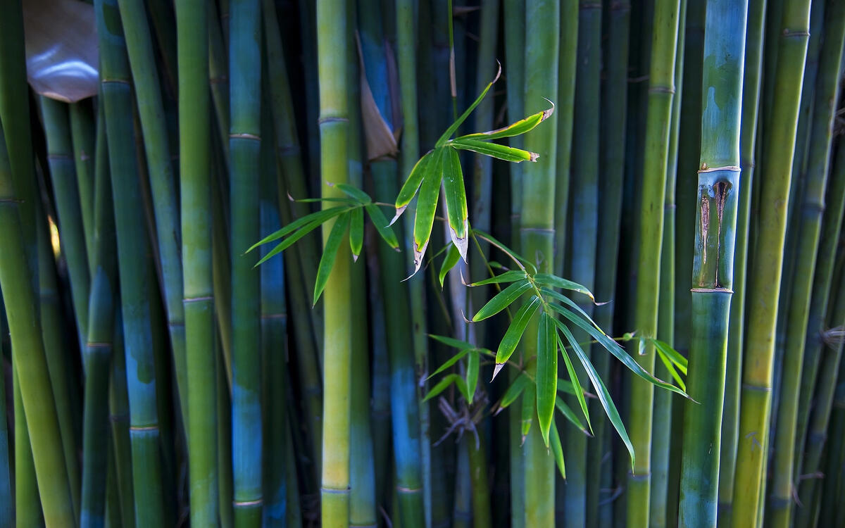 Зеленые листья в бамбуковом лесу