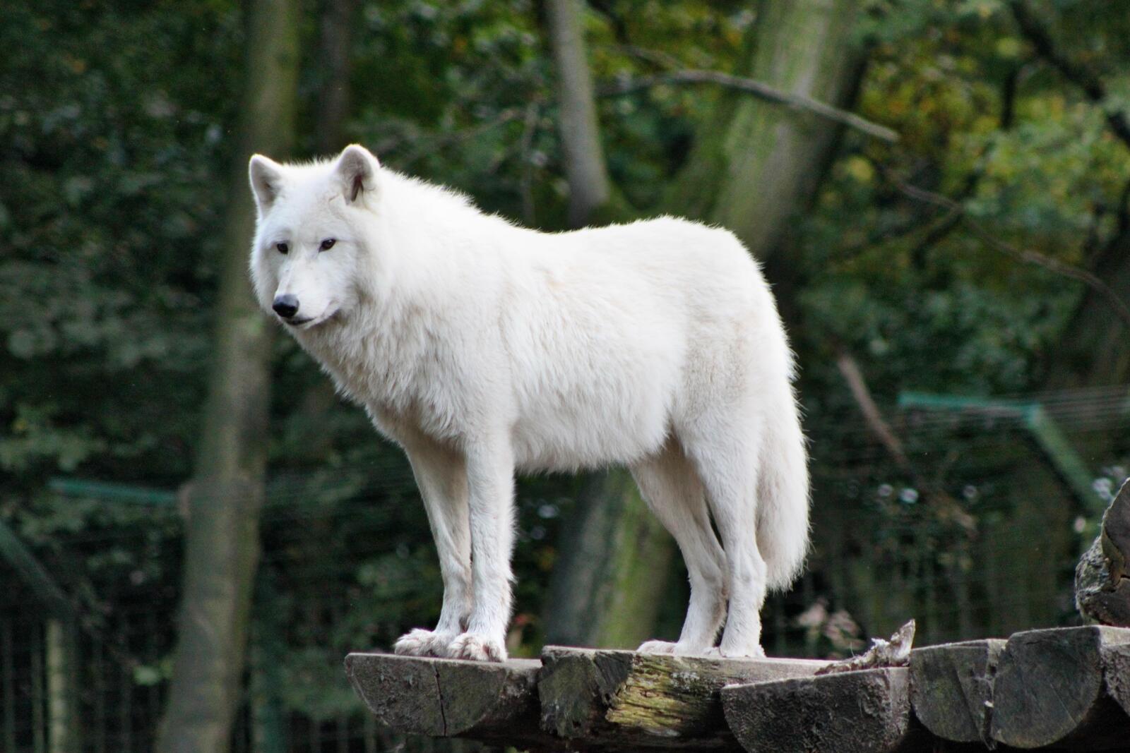 Free photo White wolf