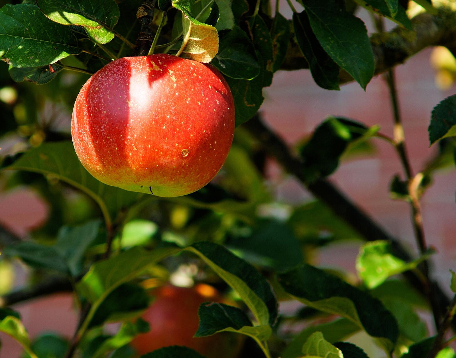 免费照片一个成熟红润的苹果挂在树枝上。