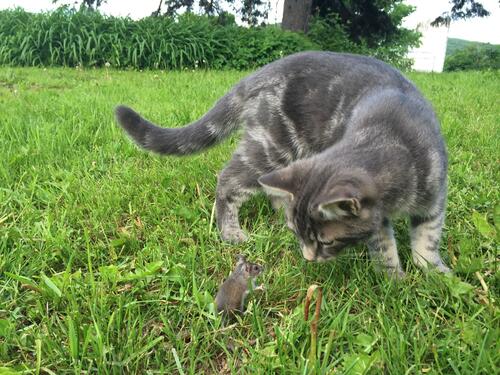 A gray cat with a mouse
