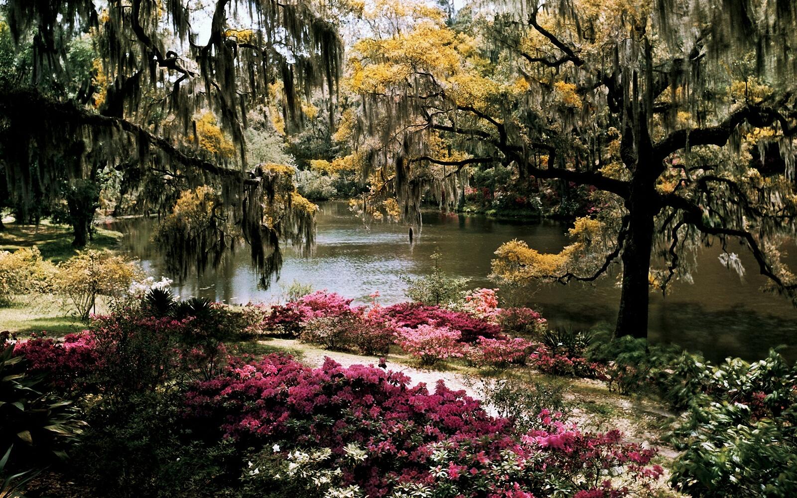 Бесплатное фото Река в ботаническом саду