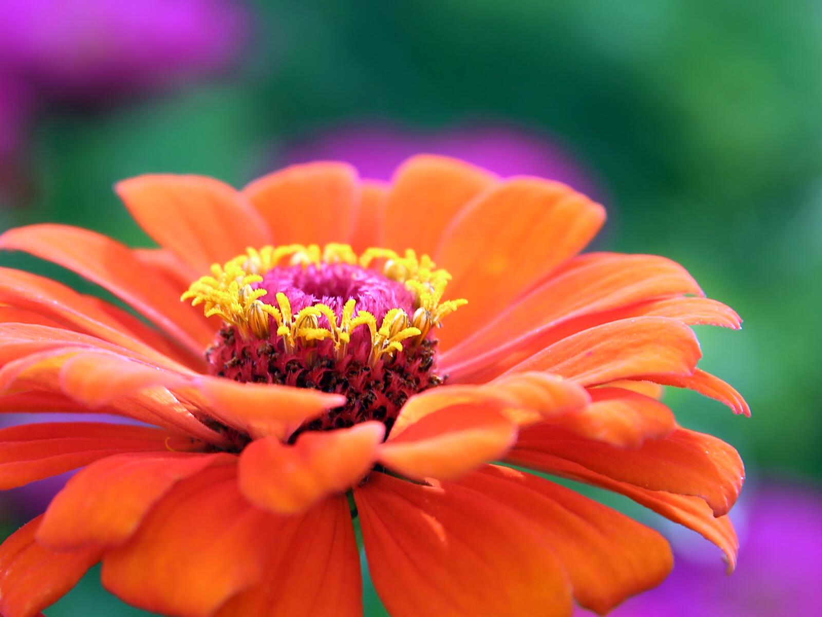 Бесплатное фото Оранжевый цветочек