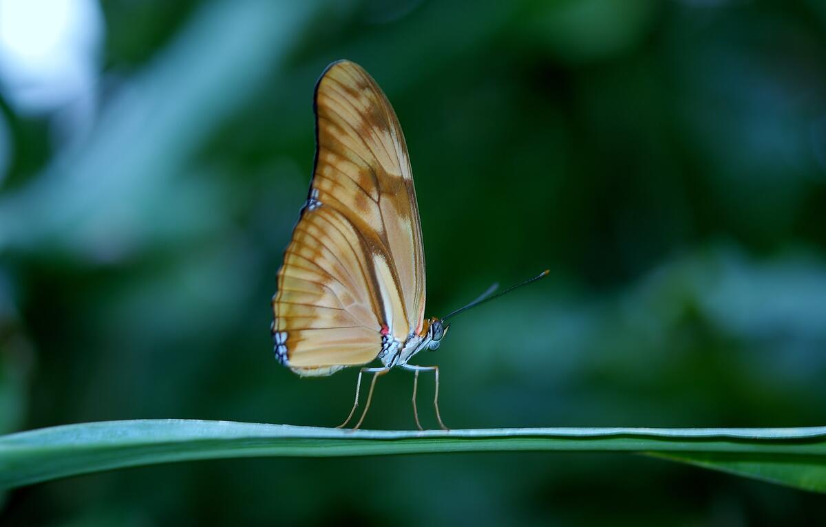 A butterfly sits on a green blade of grass.