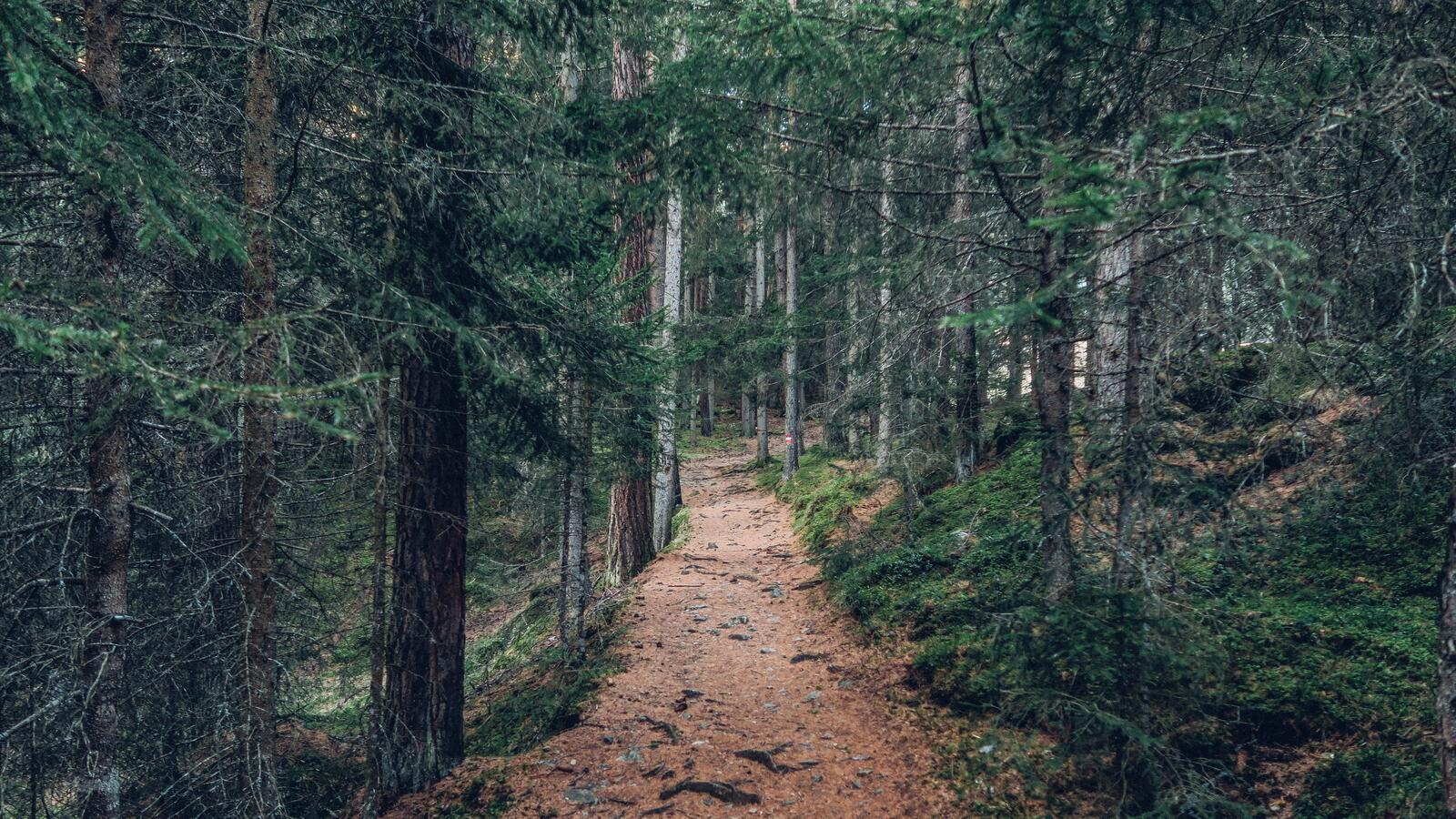 Free photo A path through a coniferous forest