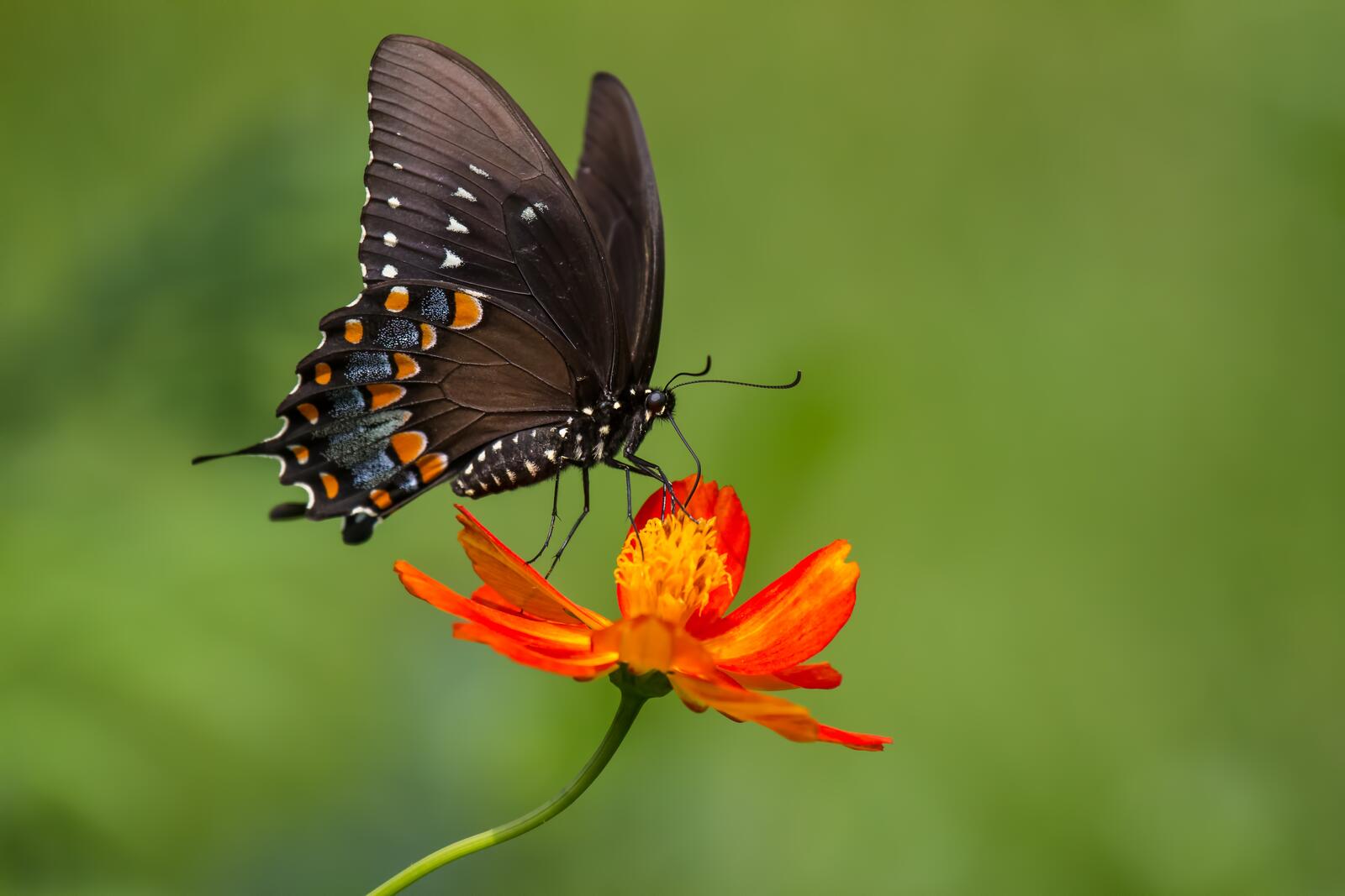 Free photo a black butterfly on a small flower