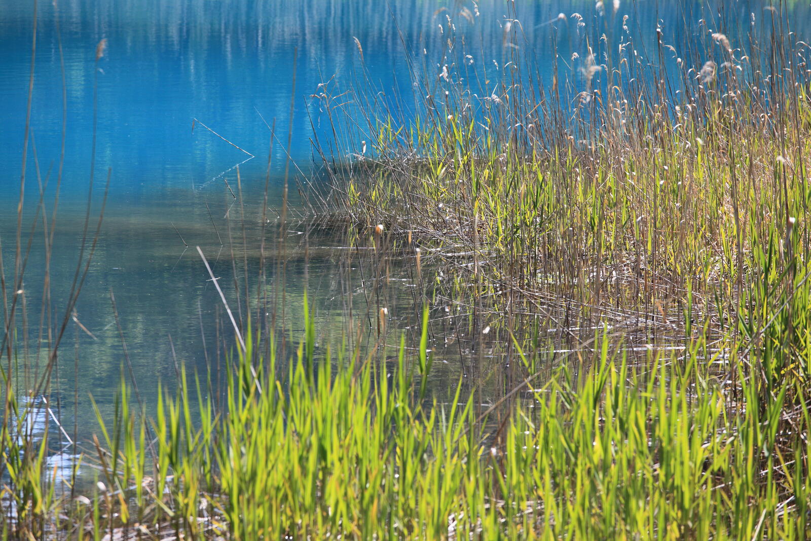 Wallpapers water nature grass on the desktop