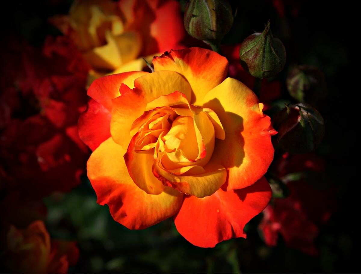 Red and yellow garden roses