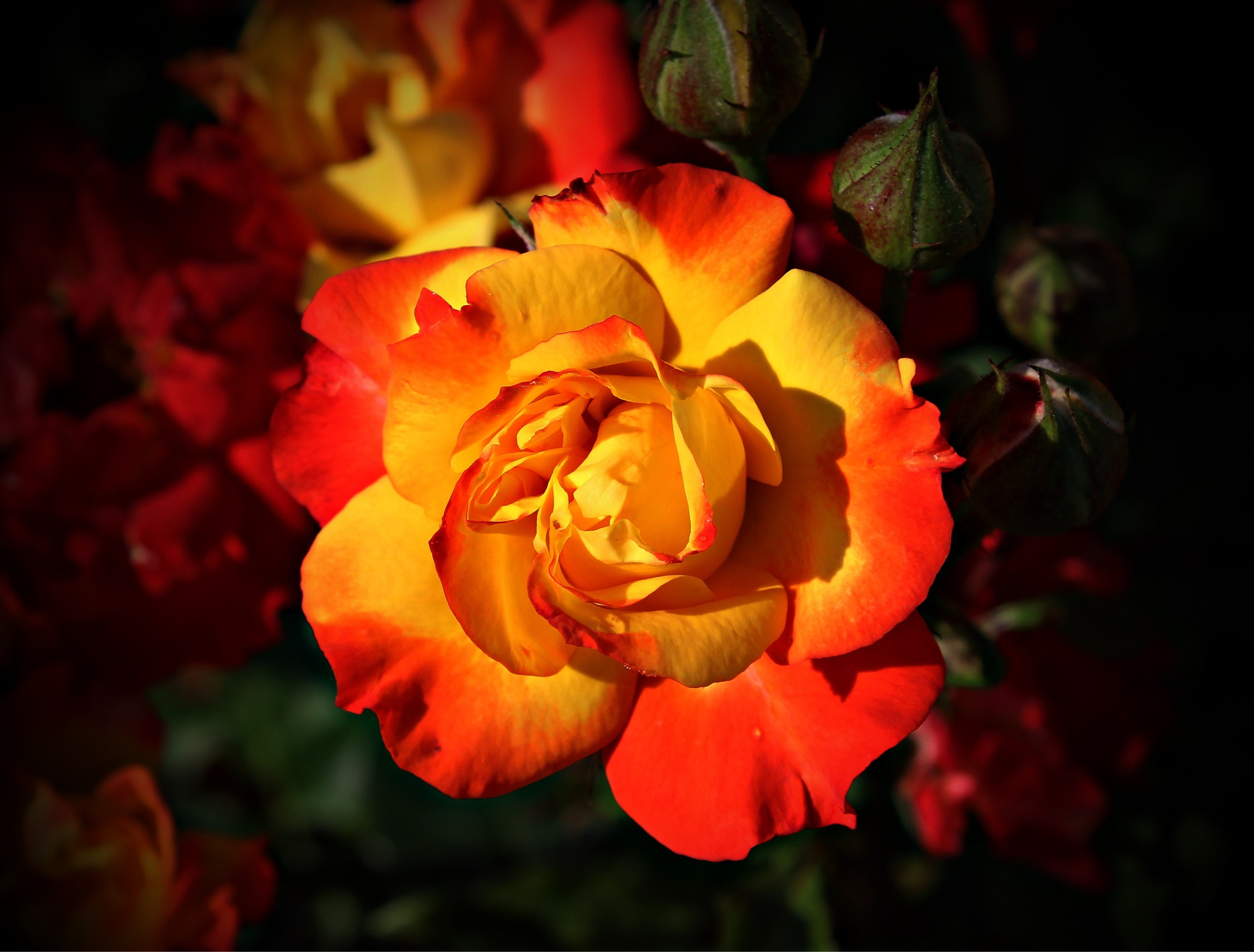 Красно-желтые садовые розы