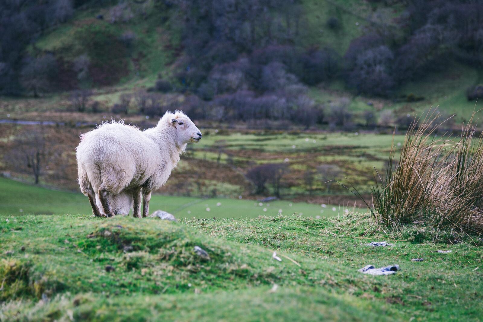 Free photo A white sheep walks in the meadow