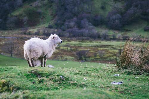 A white sheep walks in the meadow