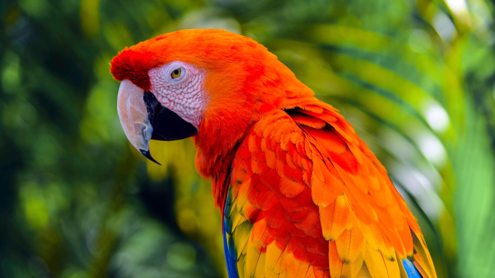 Бесплатное фото Оранжевый попугай ара