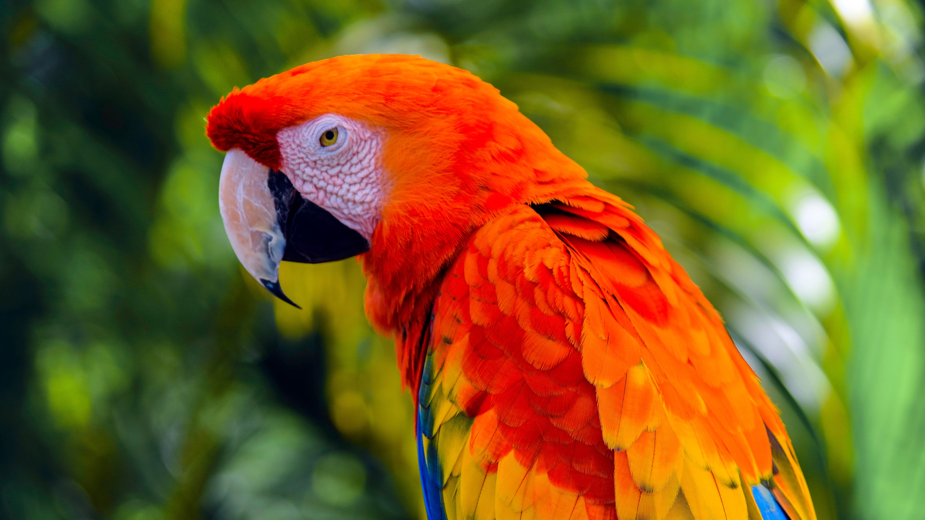 免费照片橙色鹦鹉Ara