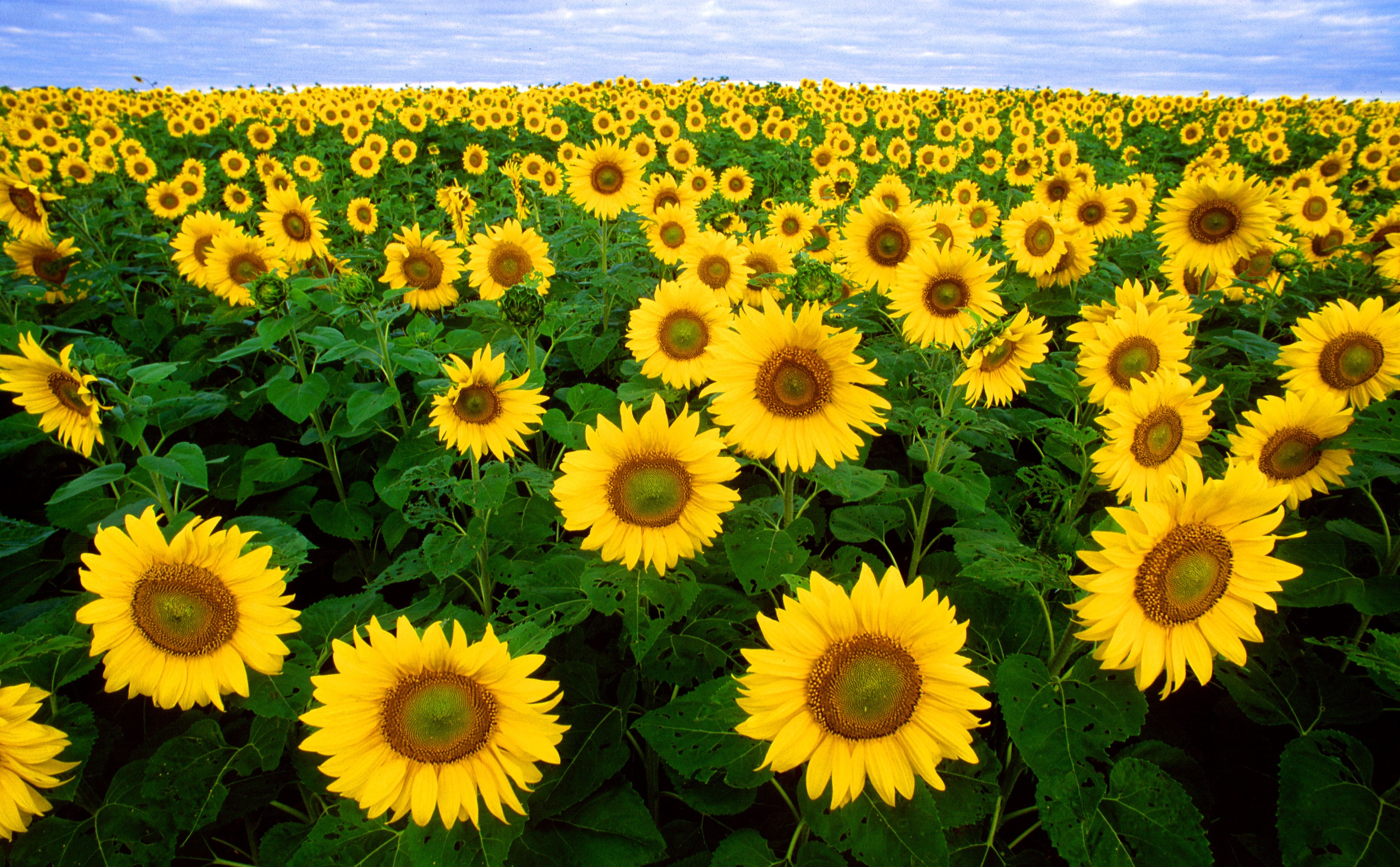 A very large field planted with sunflowers.