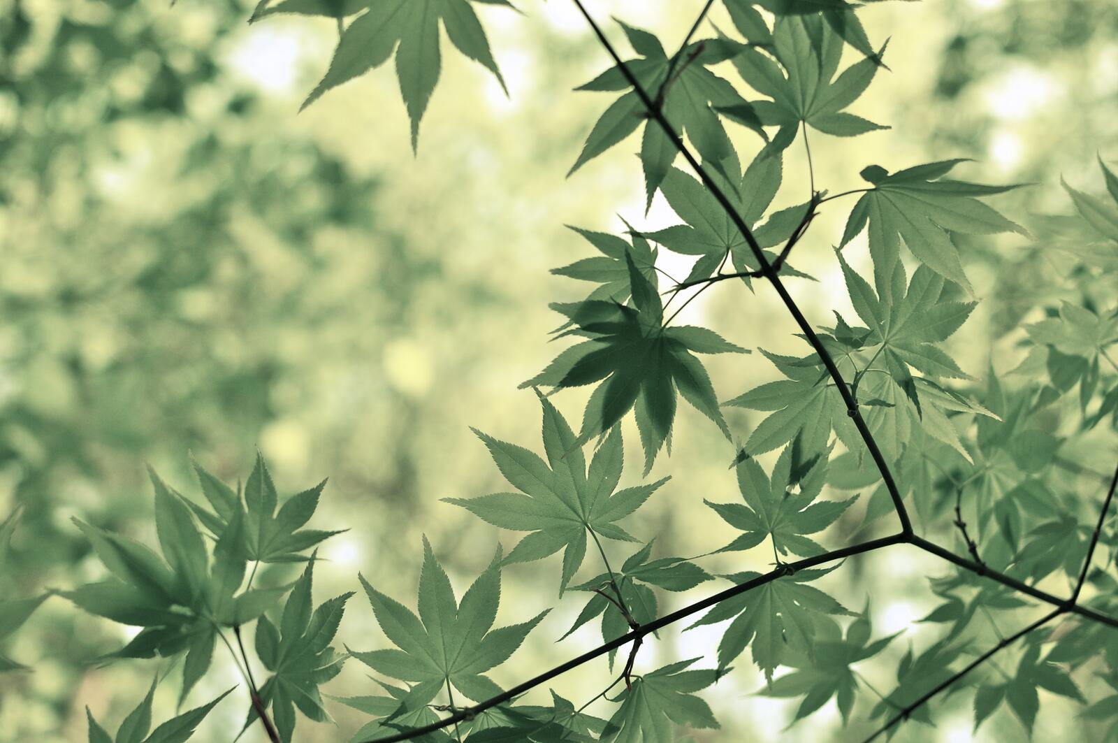 Красивые ветви с зелеными листьями