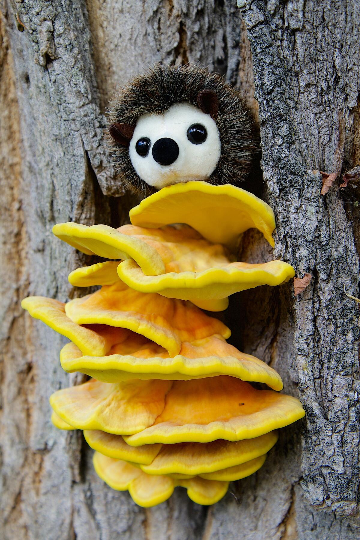Yellow mushrooms grow on the bark of a tree