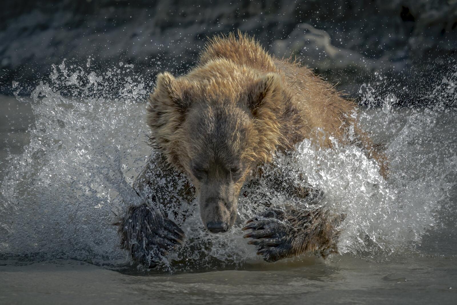 Бесплатное фото Бурый медведь охотится в воде