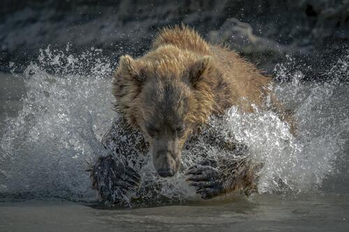Бурый медведь охотится в воде