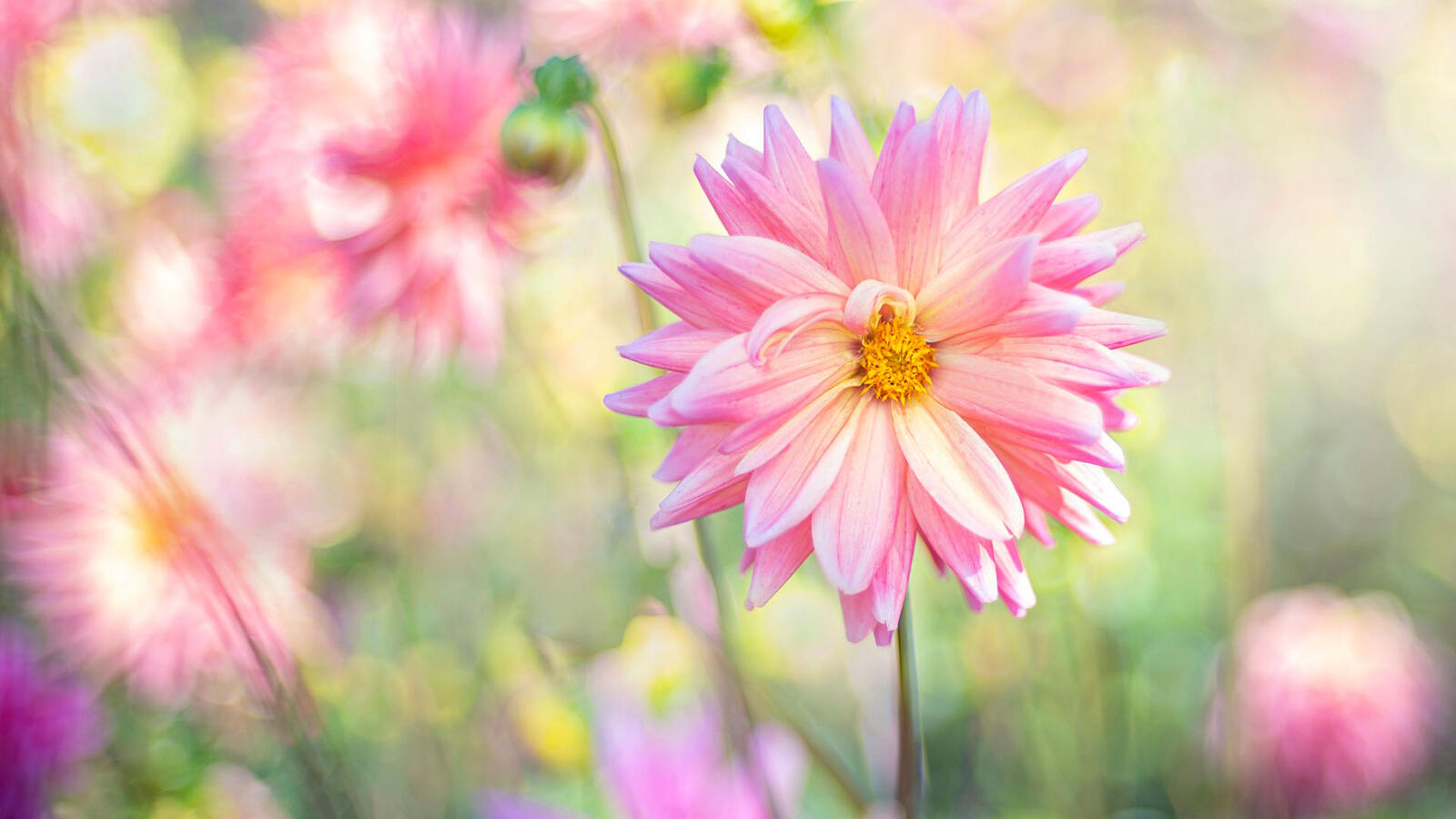 Бесплатное фото Розовые  цветочки