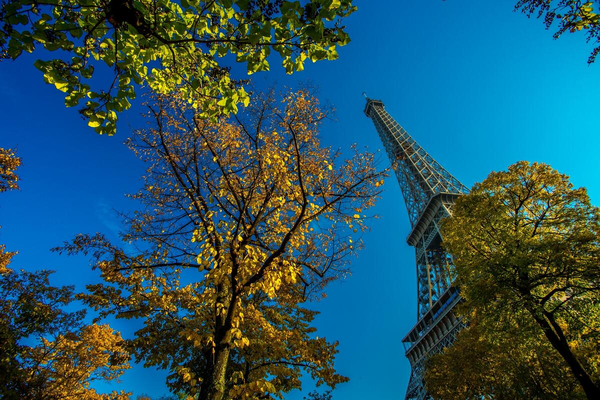 Эйфелева башня виднеется через вершины деревьев
