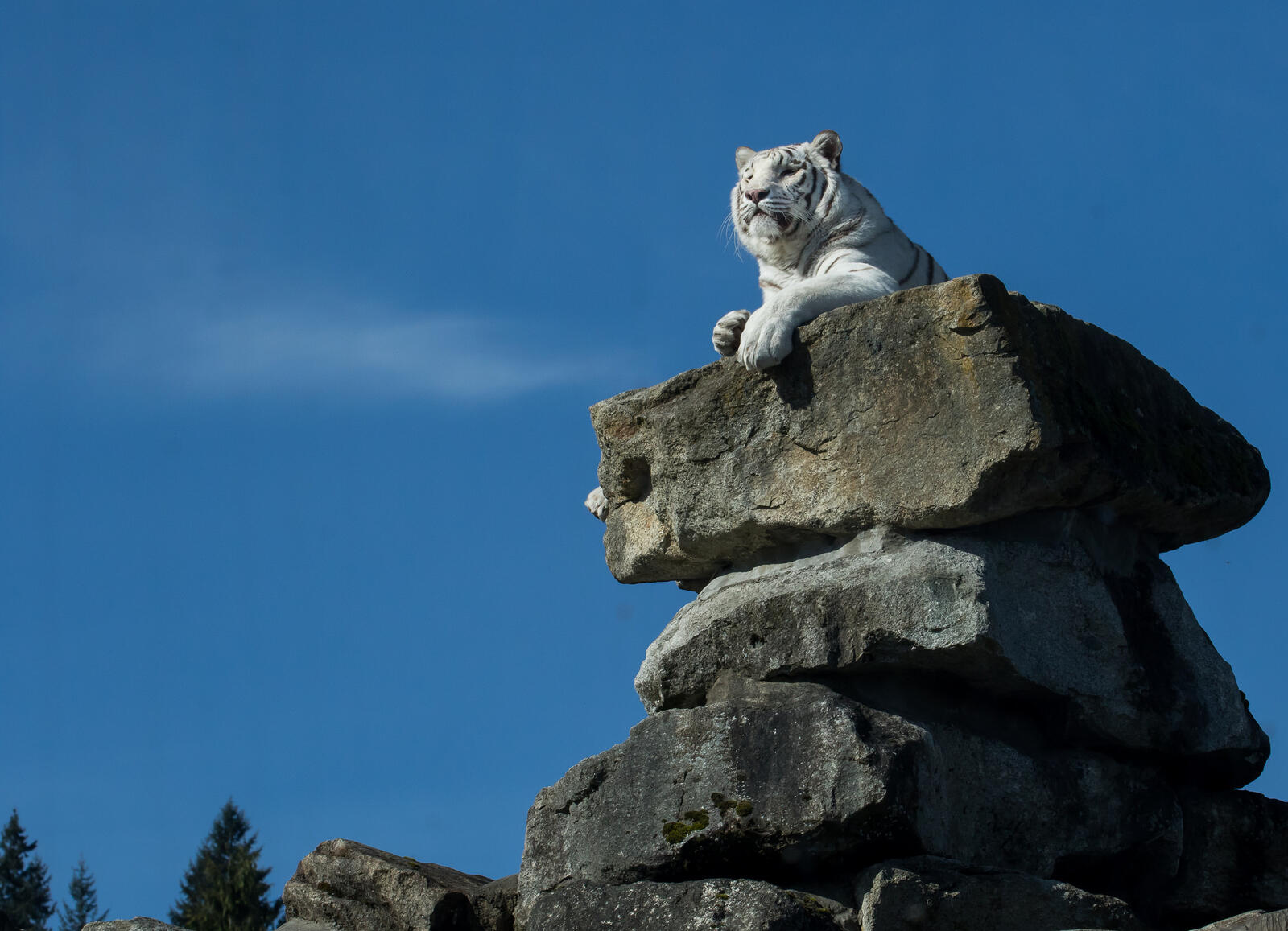 Free photo A white tiger lies on a high mountain