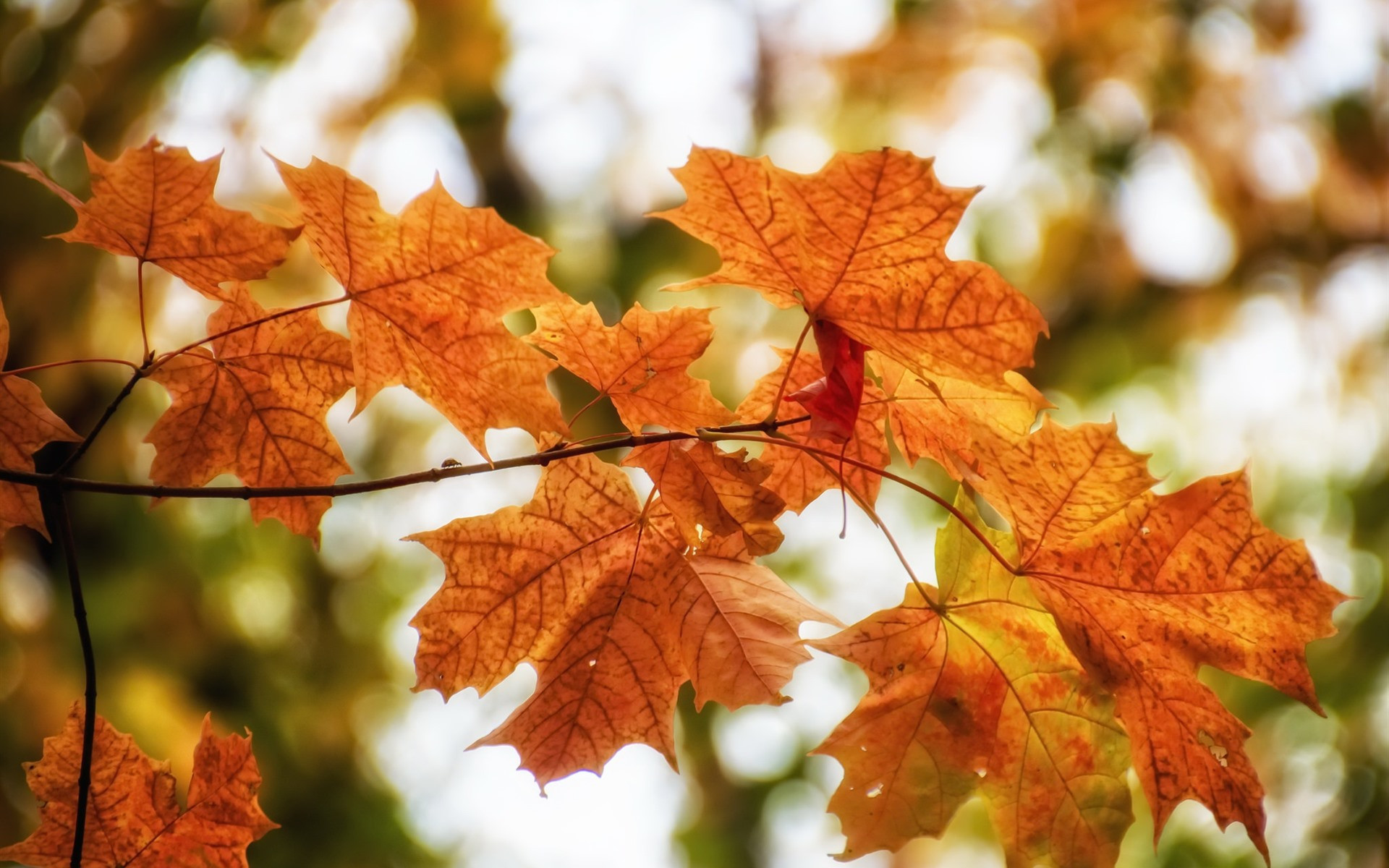 Бесплатное фото Осенние оранжевые листья клена