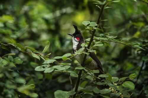 A bird sits on a branch amidst dense vegetation