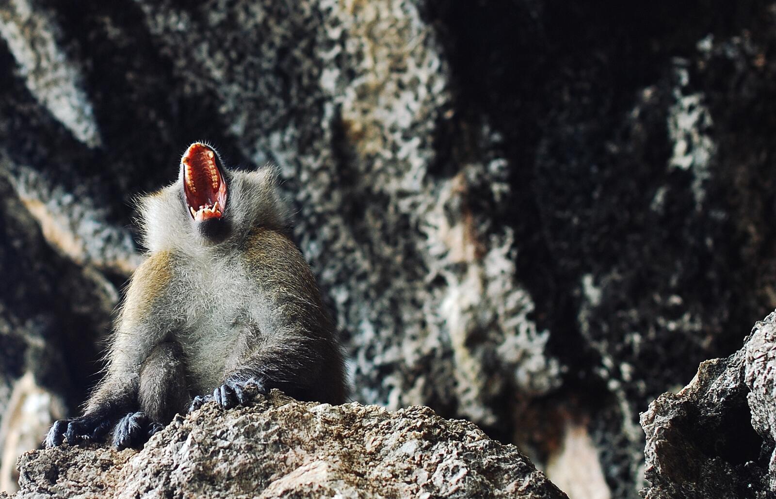 Free photo The monkey in the cave cries out loudly