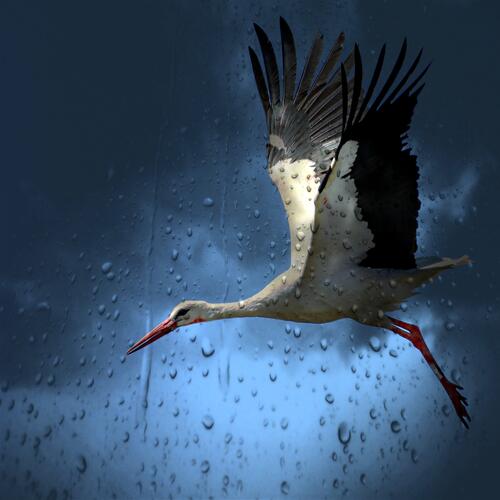 Stork through the glass with raindrops