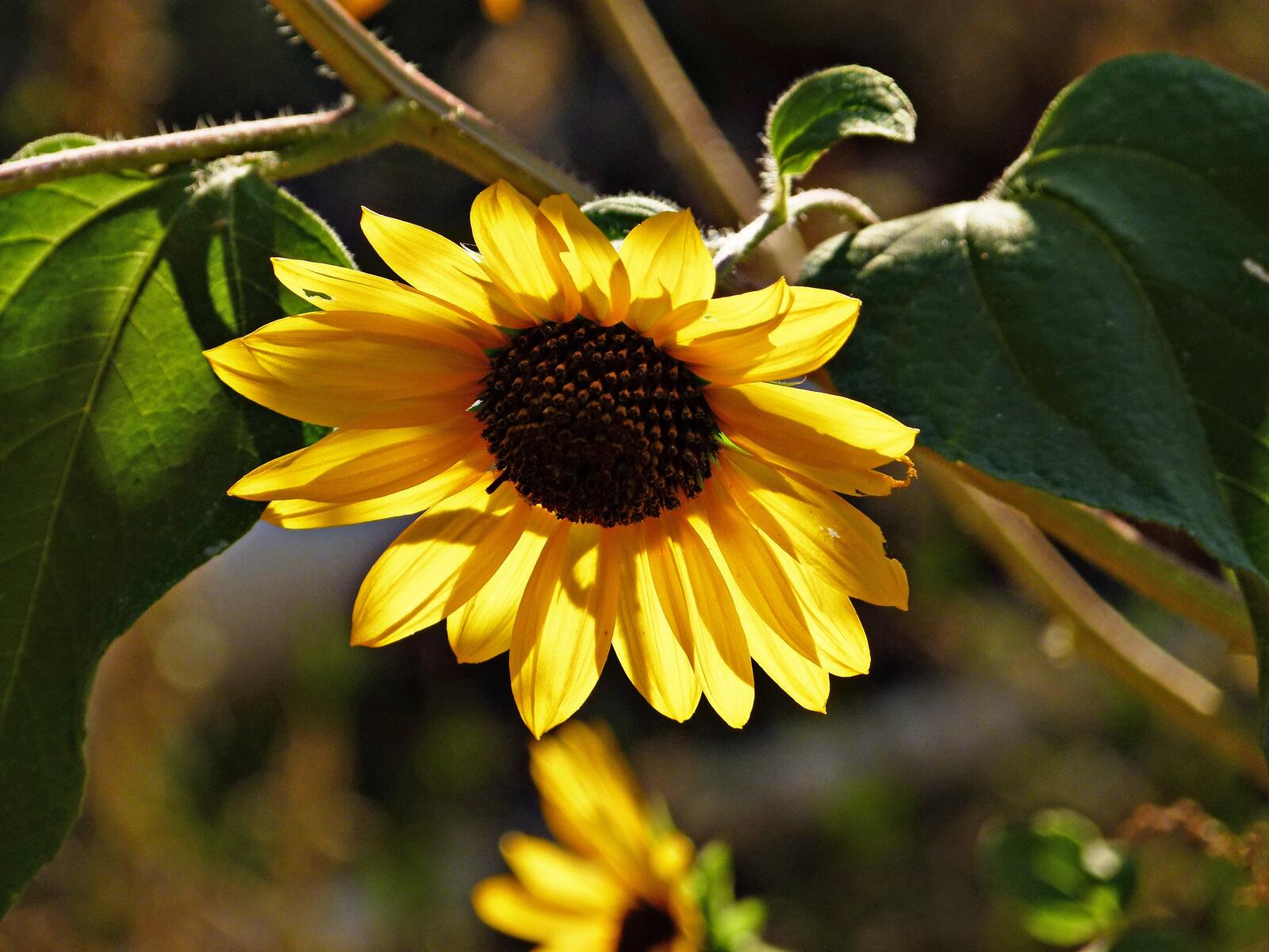 Free photo A little sunflower