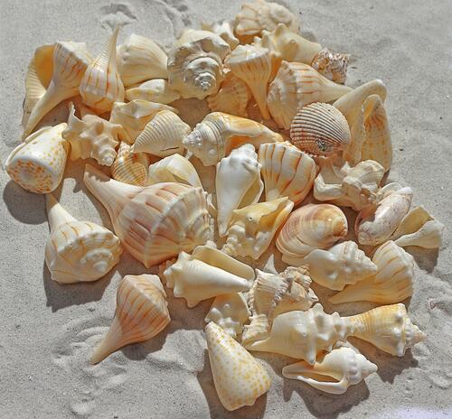 Морские раковины на морском пляже