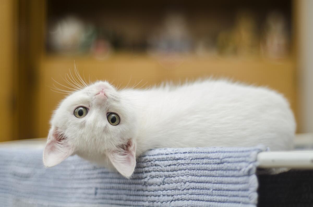 A cute white kitten turned back