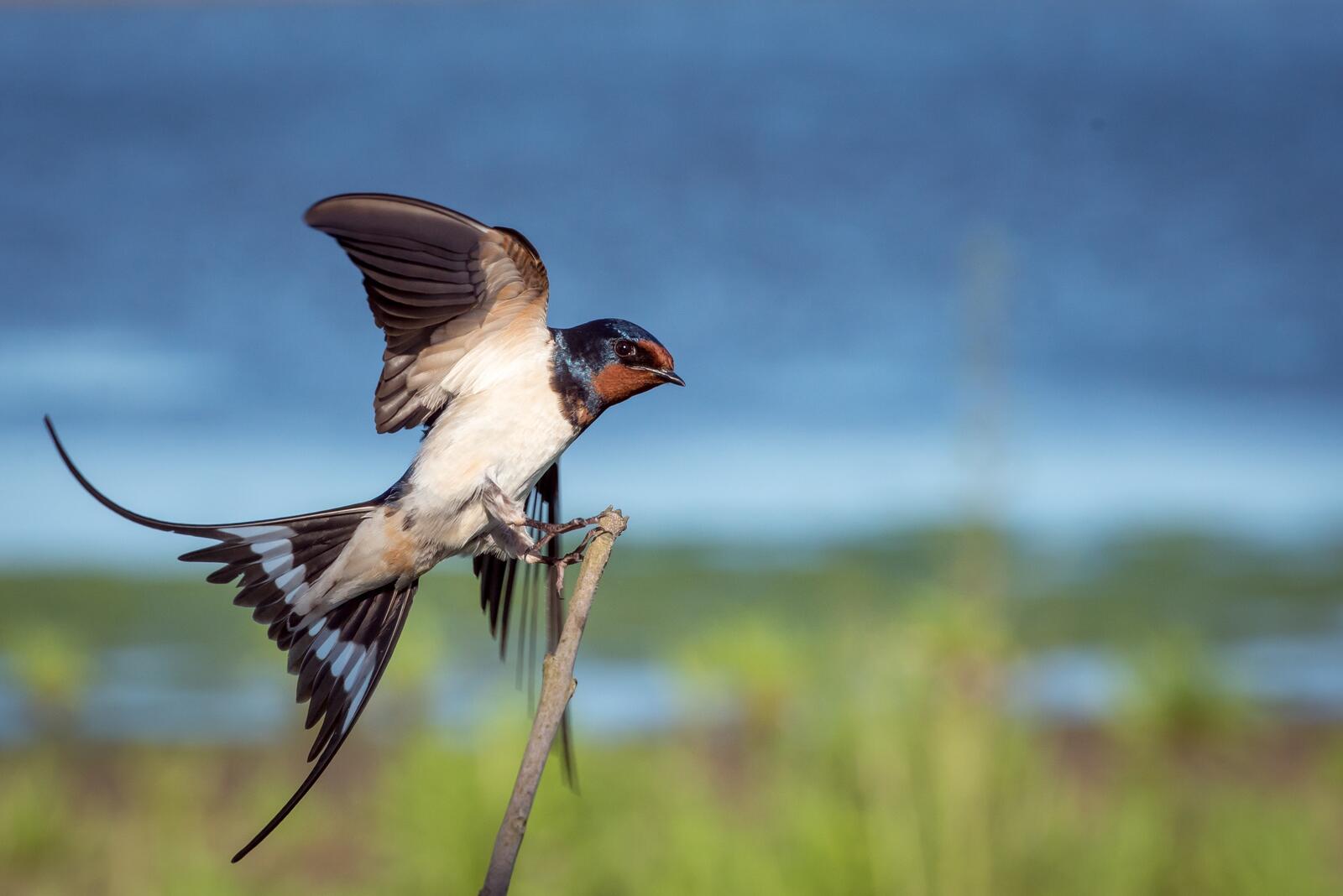 Бесплатное фото Птица сидя на ветке взмахивает крыльями