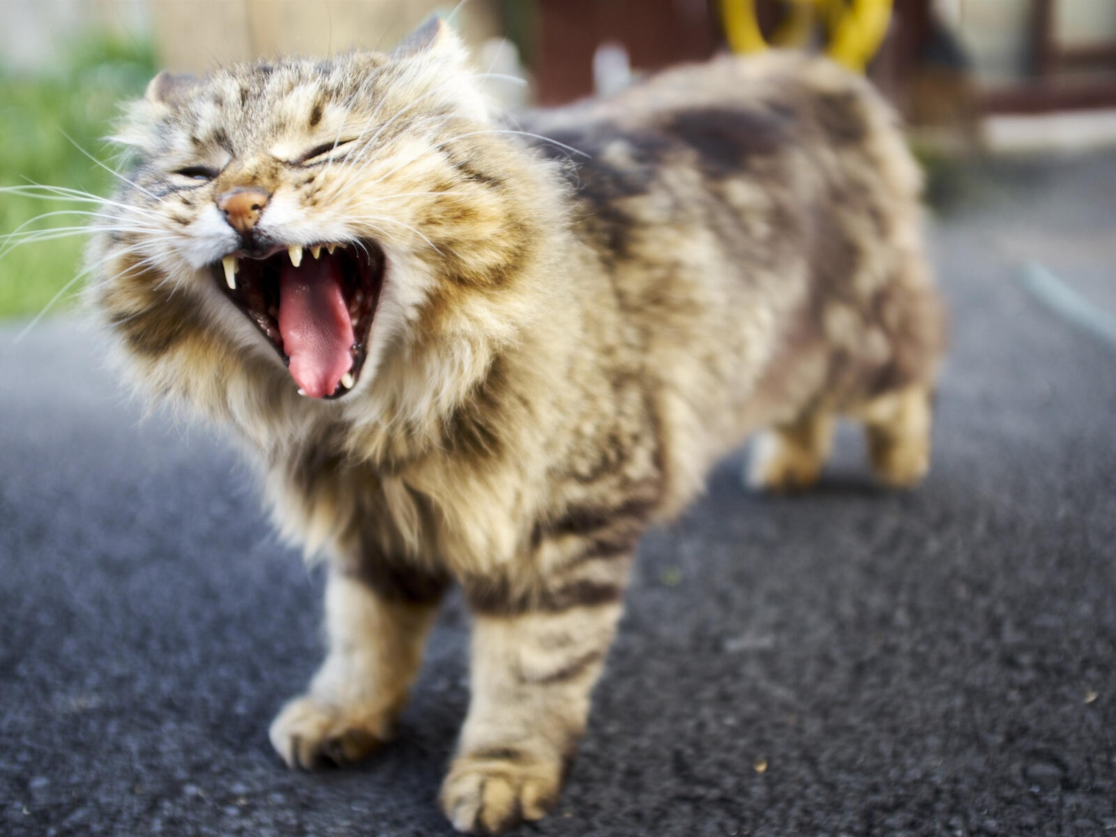 Бесплатное фото Милый пушистый котенок зевает