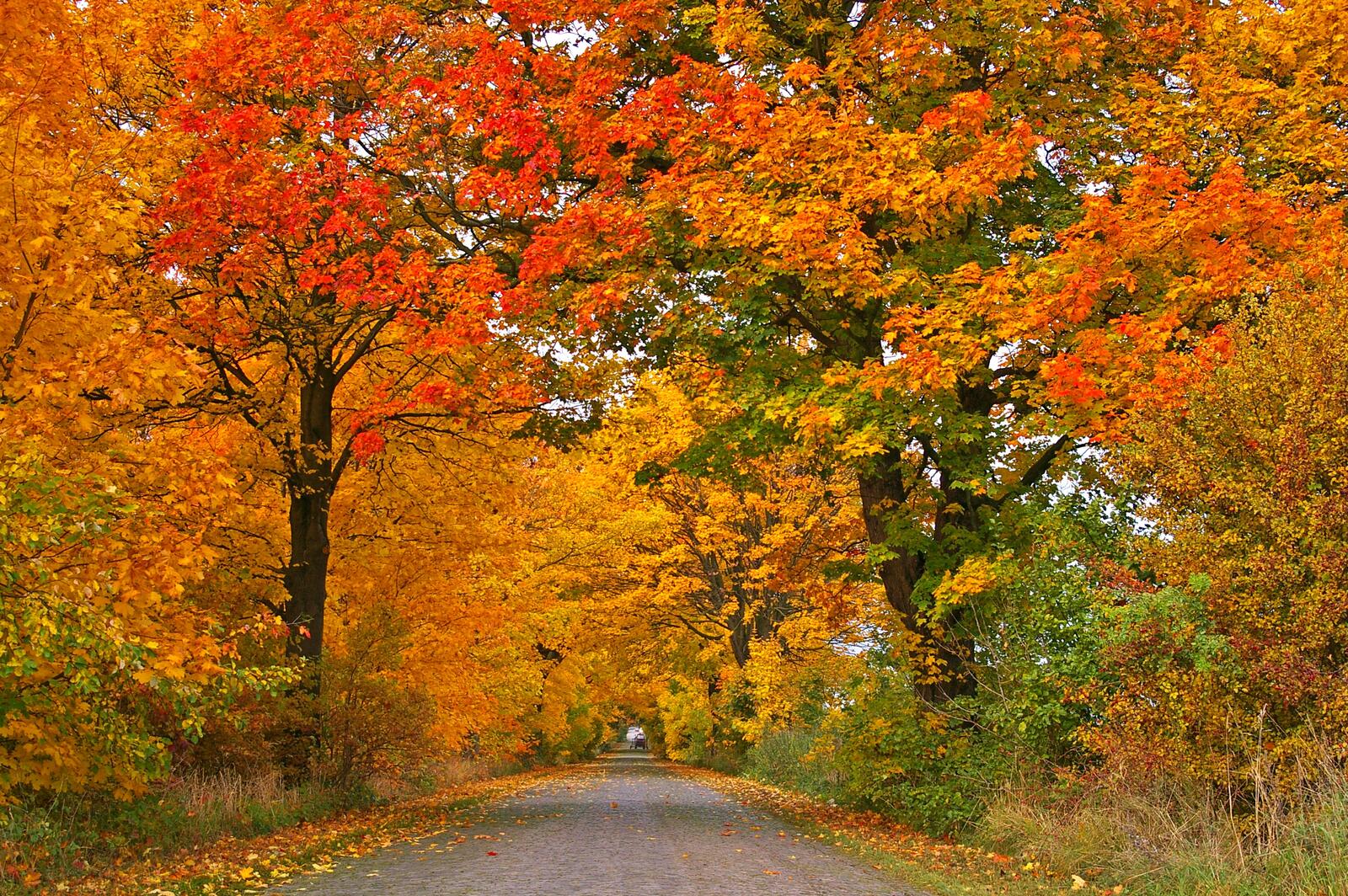 Бесплатное фото Деревья в осенних листьях