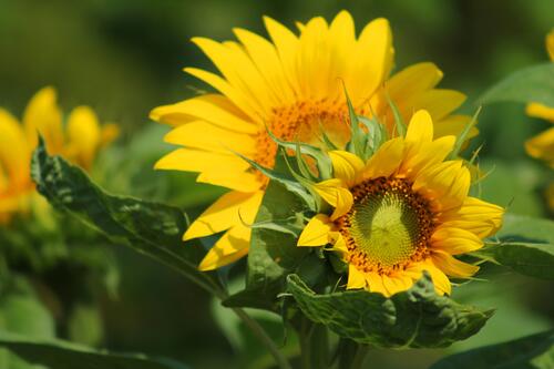 Sunflower bush