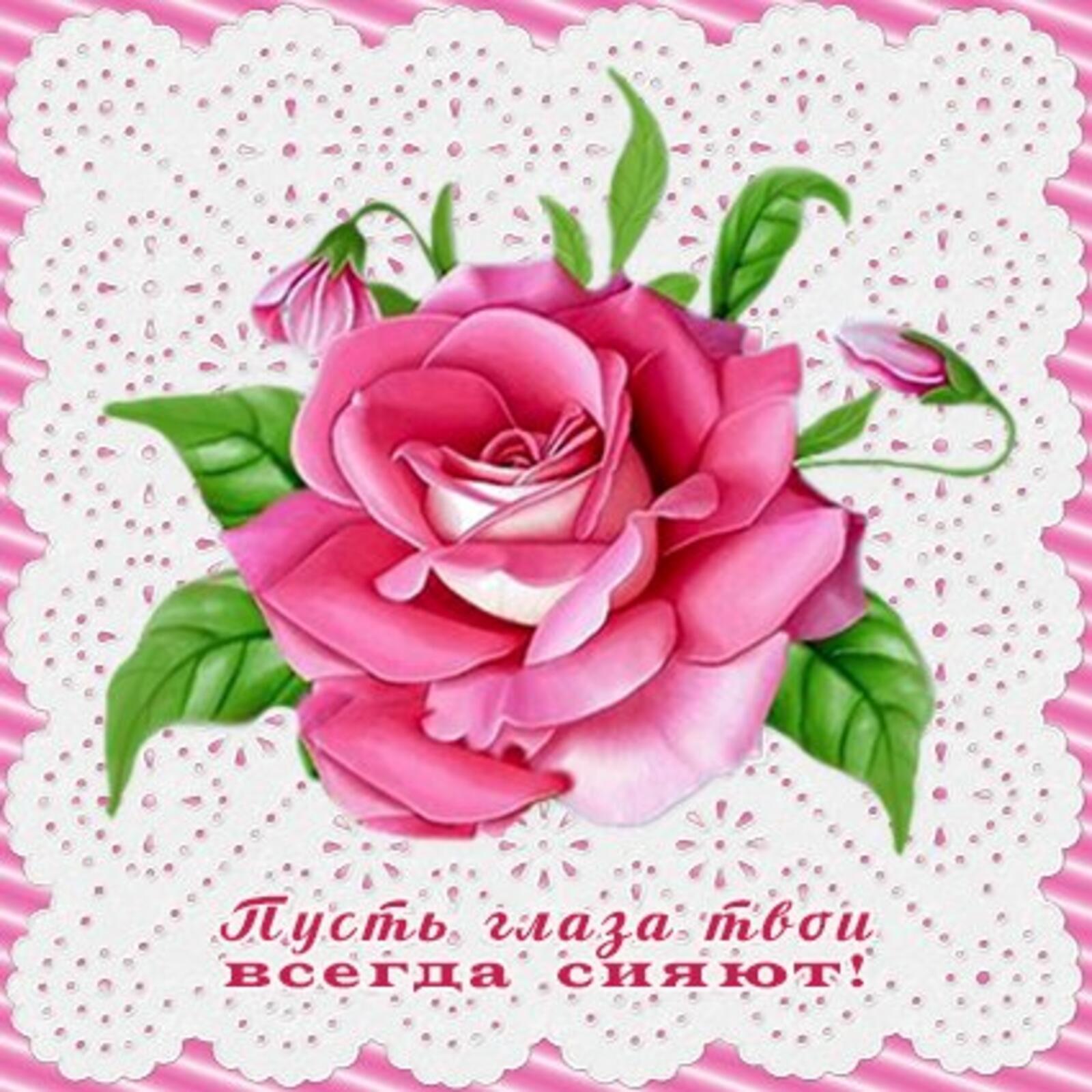 A postcard on the subject of rose flowers pink rose for free