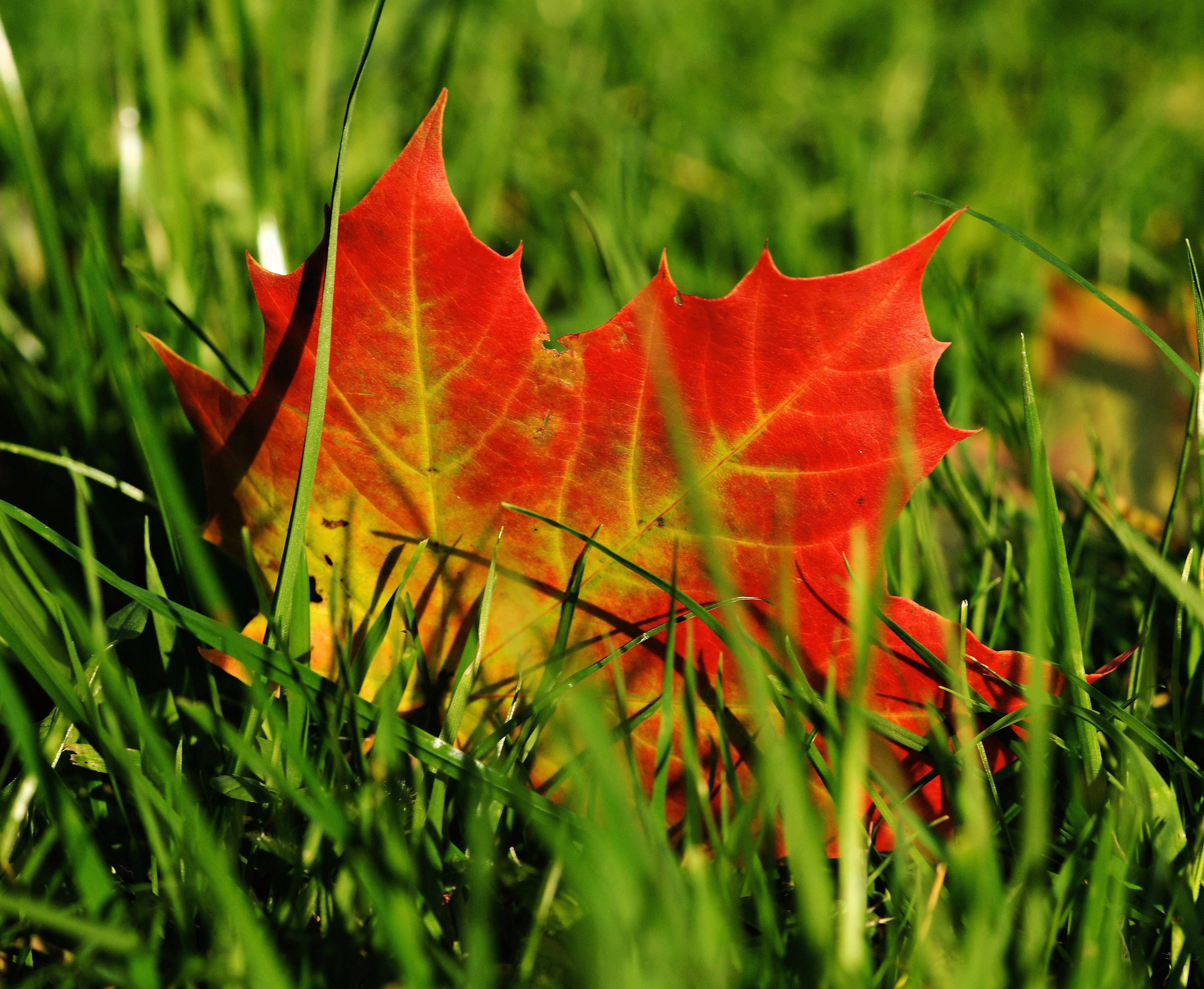 A fallen red leaf lies on the green lawn