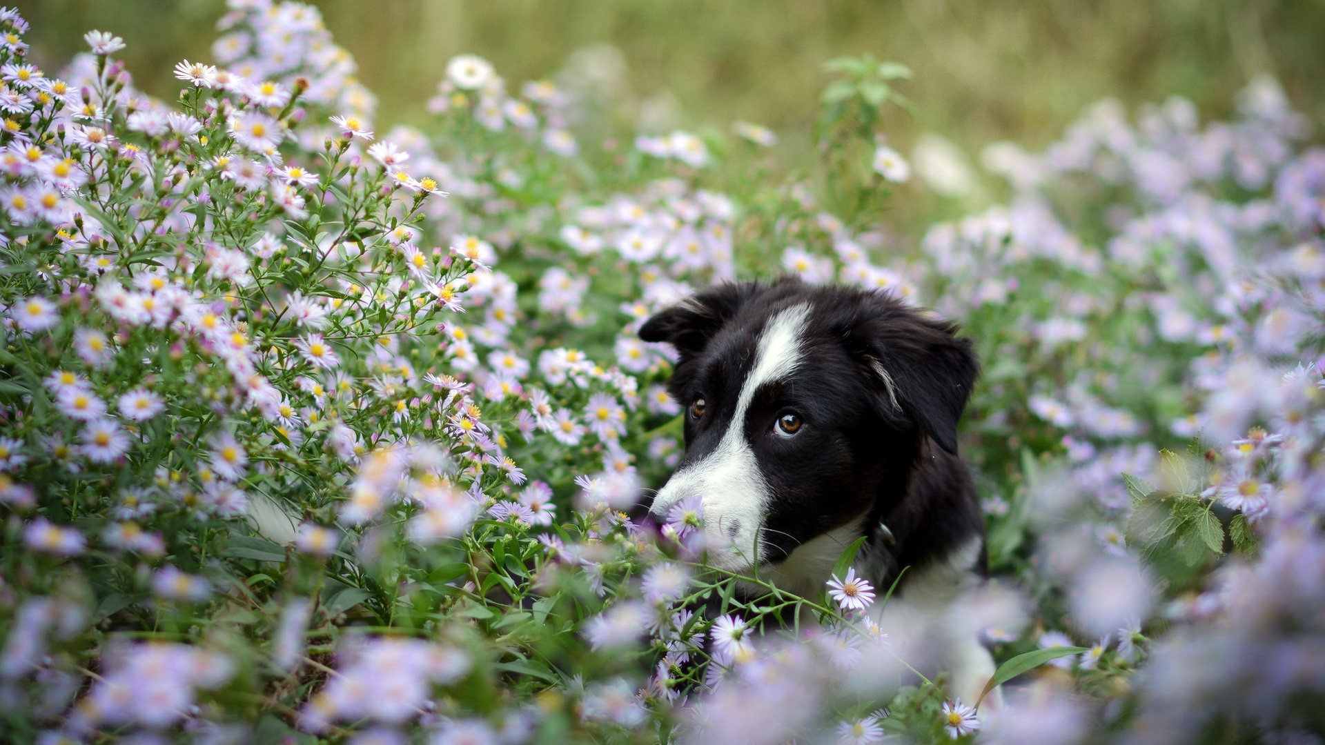 Wallpapers wallpaper collie black and white white flowers on the desktop