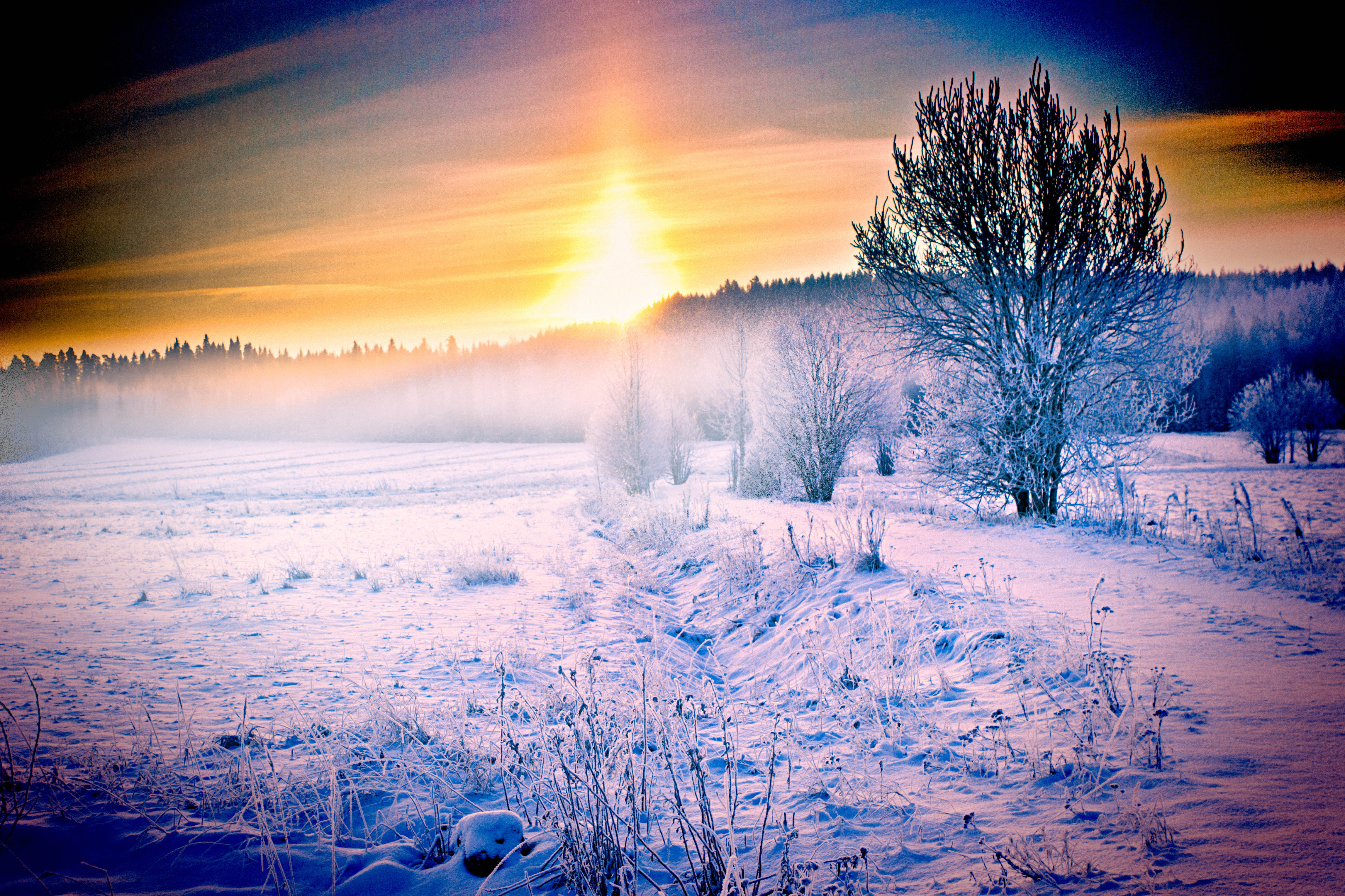 Фото бесплатно зима, снег, лес