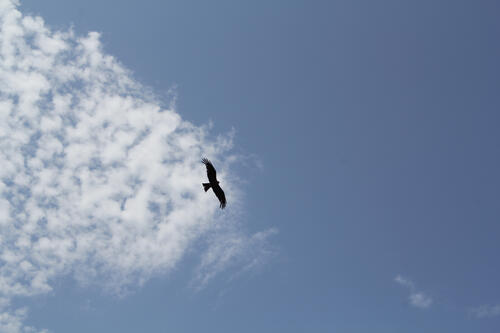 An eagle soars through the sky